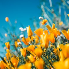 Service & Hilfe im Alltag: gepflegte Blumen